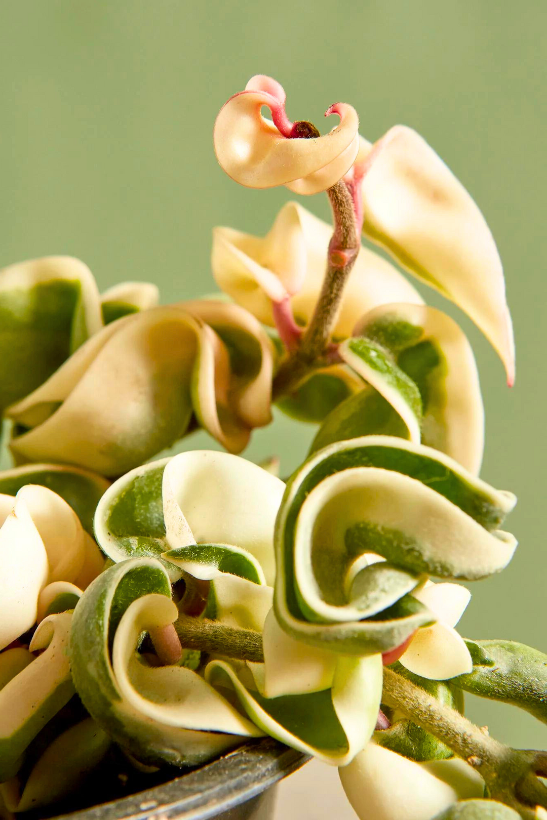 How do you care for variegated Hindu rope?