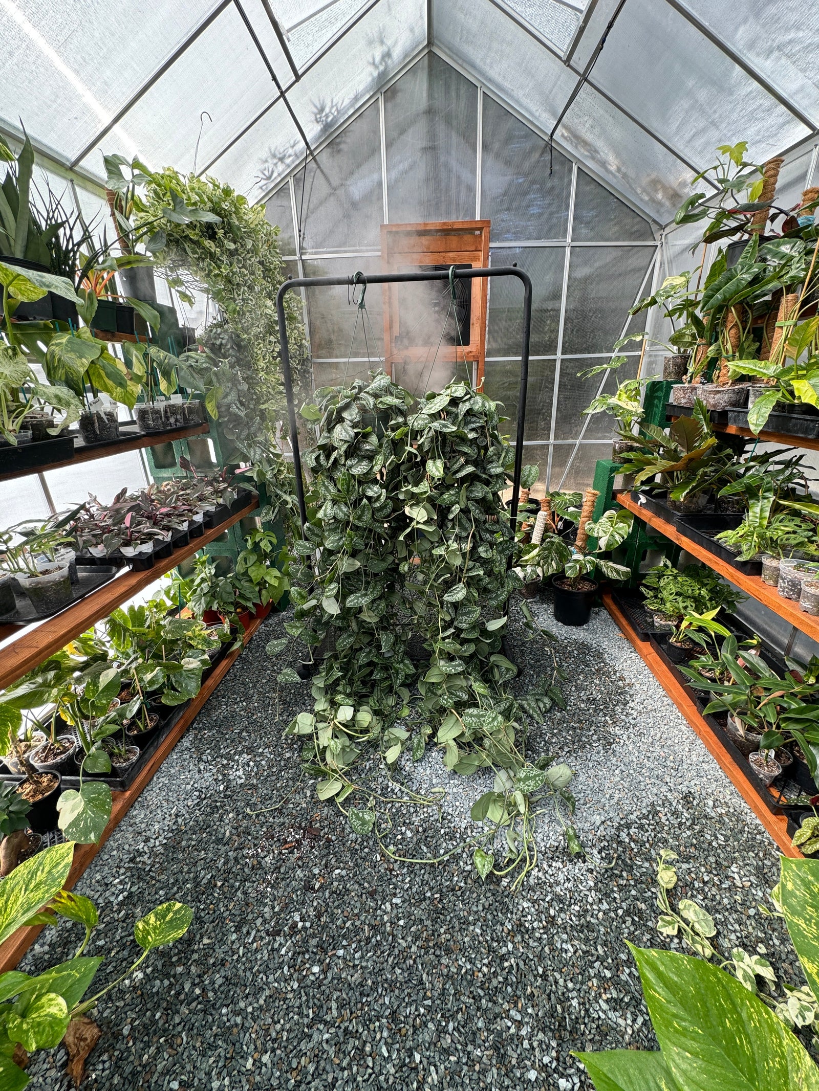 Rare Plant Wholesale Supplier