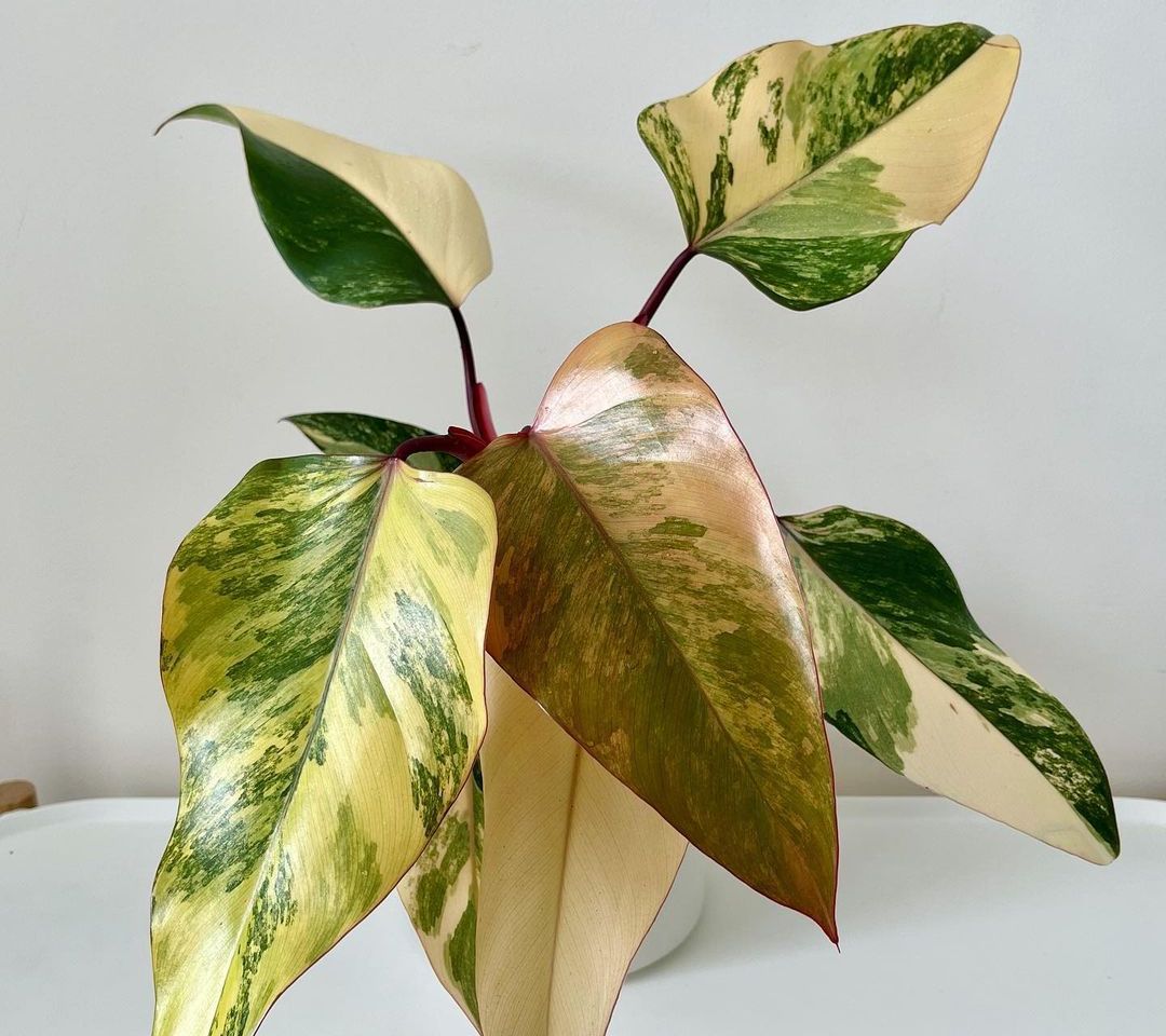 Strawberry Shake Philodendron Care & Facts