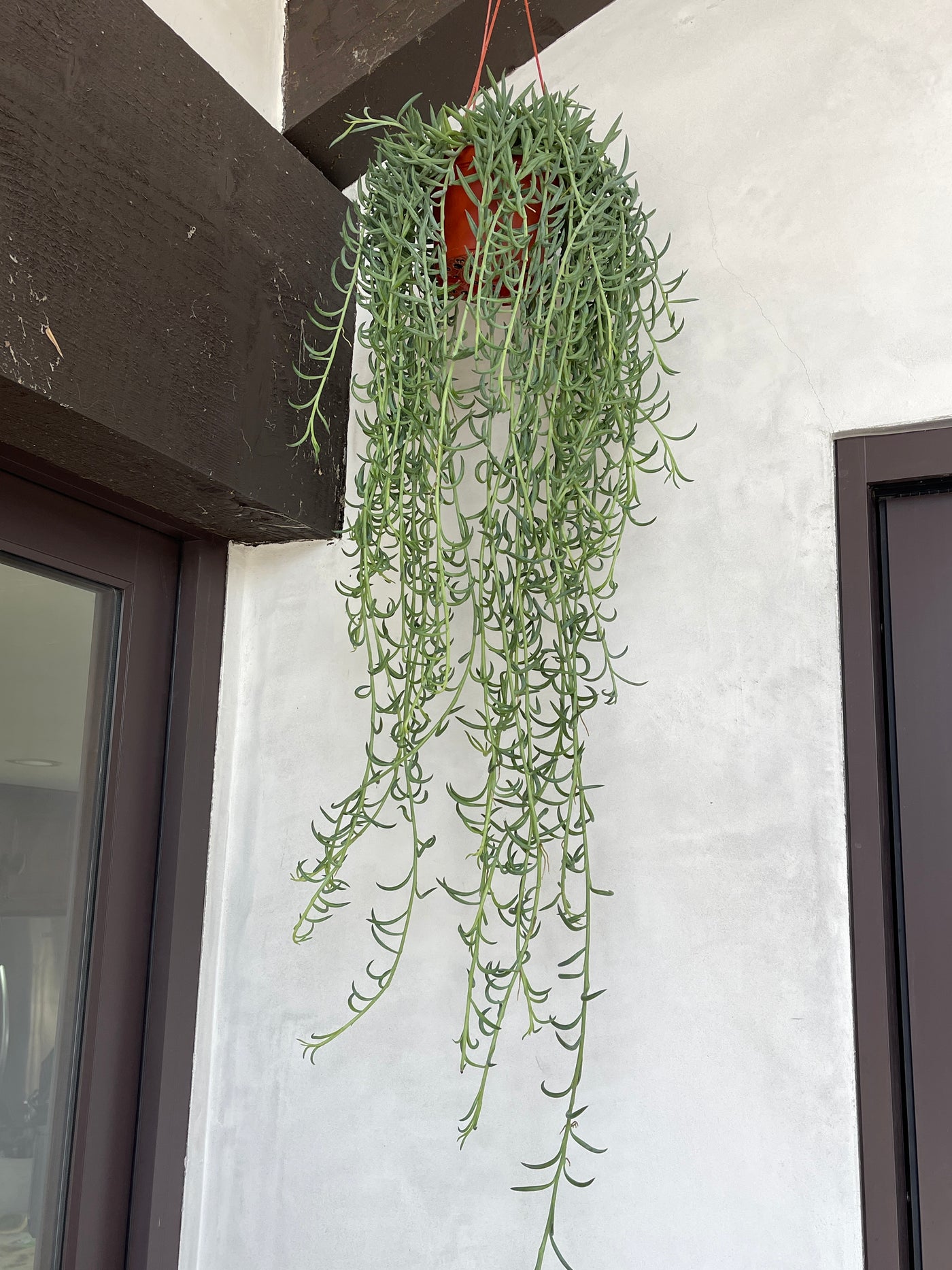 How to Care for String of Hooks Plant: Senecio Radicans