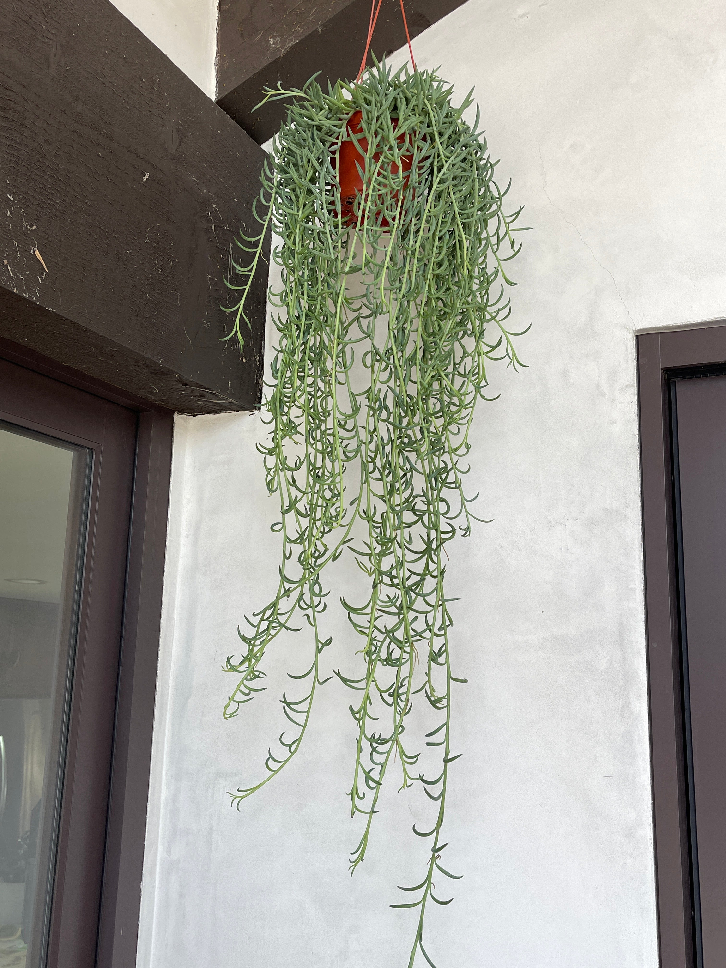 banana succulent and fish hooks name String of Bananas / Fishhooks 6" Introducing the stunning string of fishhooks Fishhooks Senecio: An Easy-Care Trailing