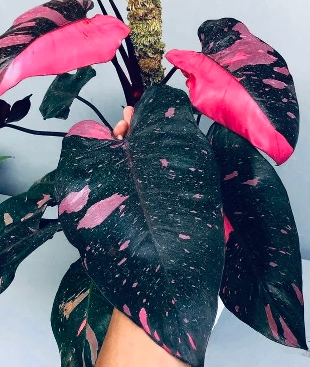 Black Cherry Philodendron: A Comprehensive Guide to Growth, Buying, and History