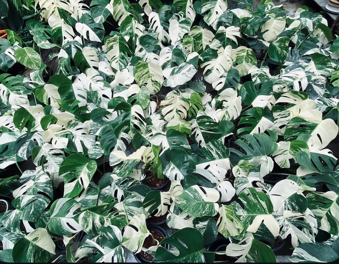 How to Find a Reliable Rare Plant Wholesale Supplier for Your Business