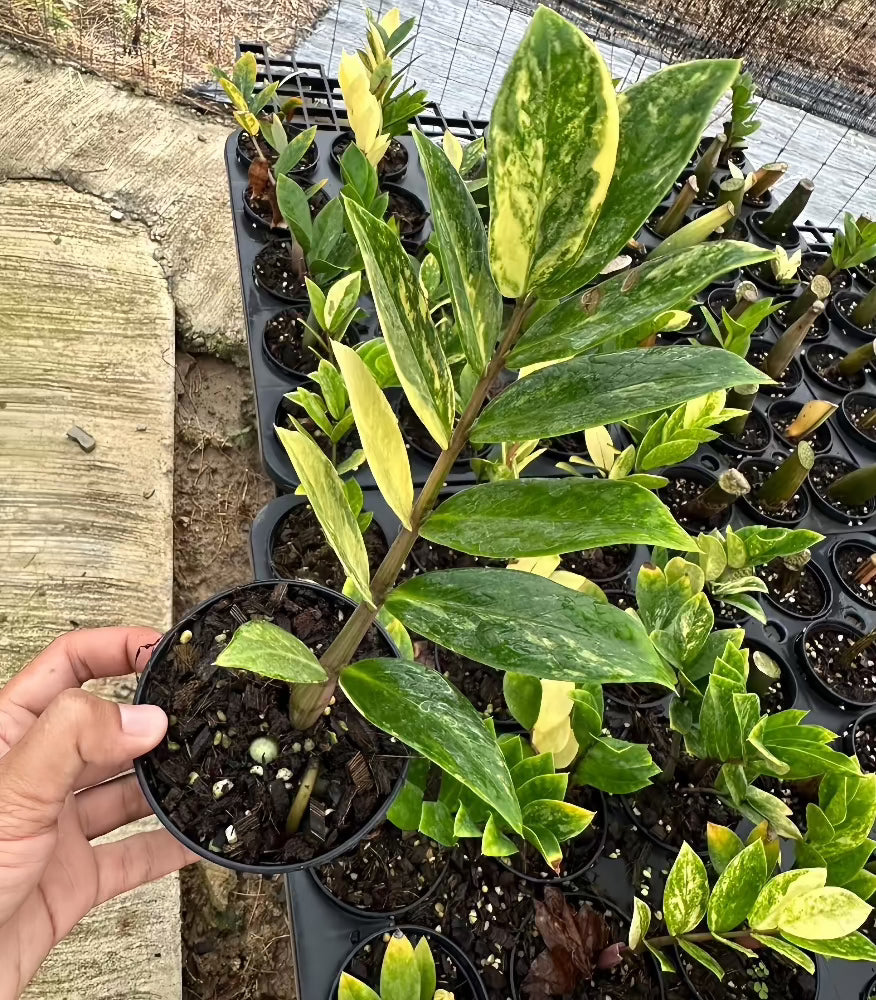 Fair Price for Variegated ZZ (cuttings vs juvenile vs established)