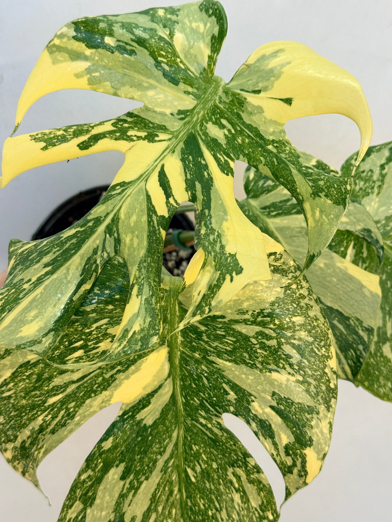 monstera Creme Brulee