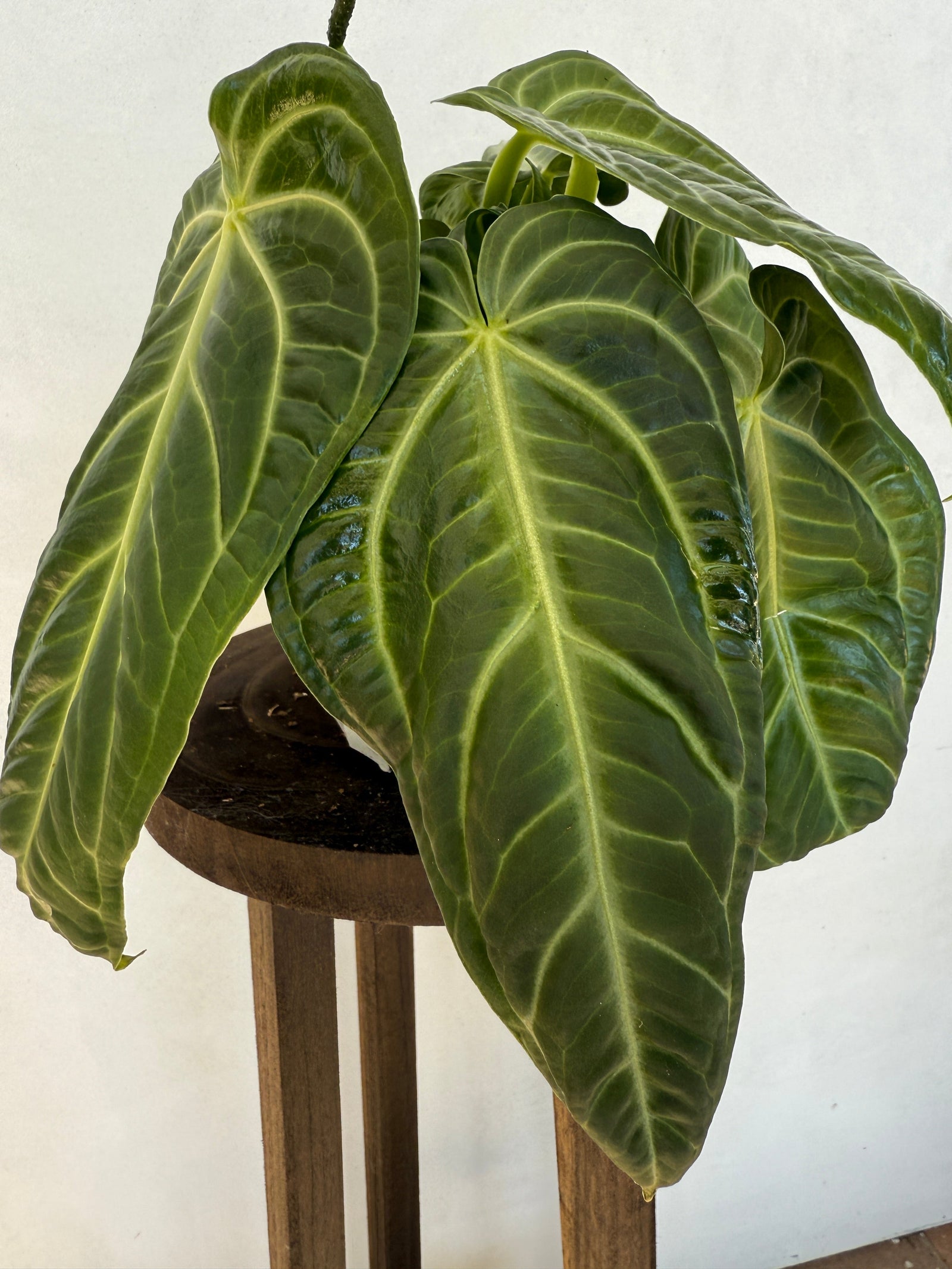 Top 5 Anthurium Varieties of 2026