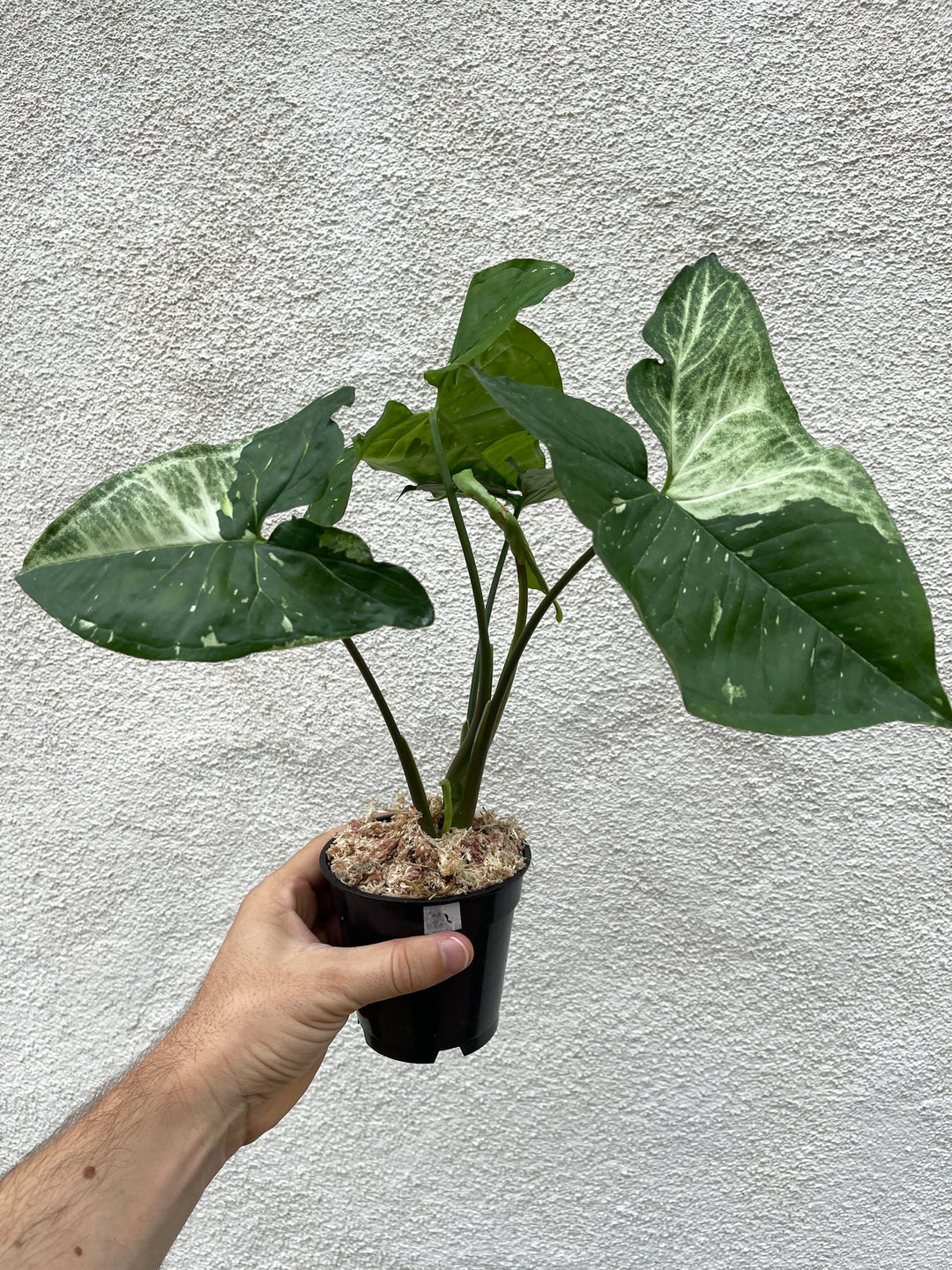 Is Syngonium Panda Rare?