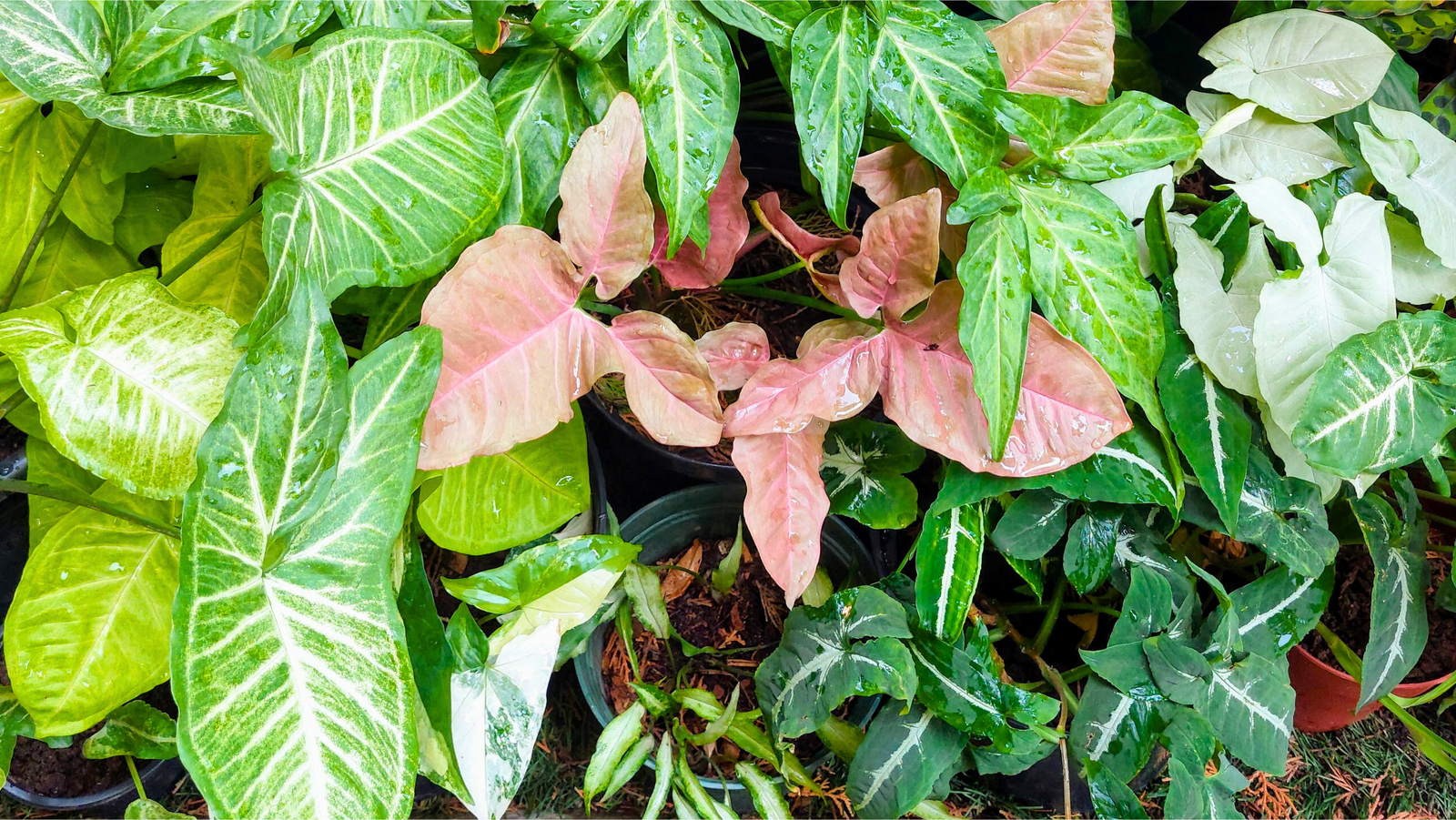 Is Syngonium a good indoor plant - Syngonium Varieties