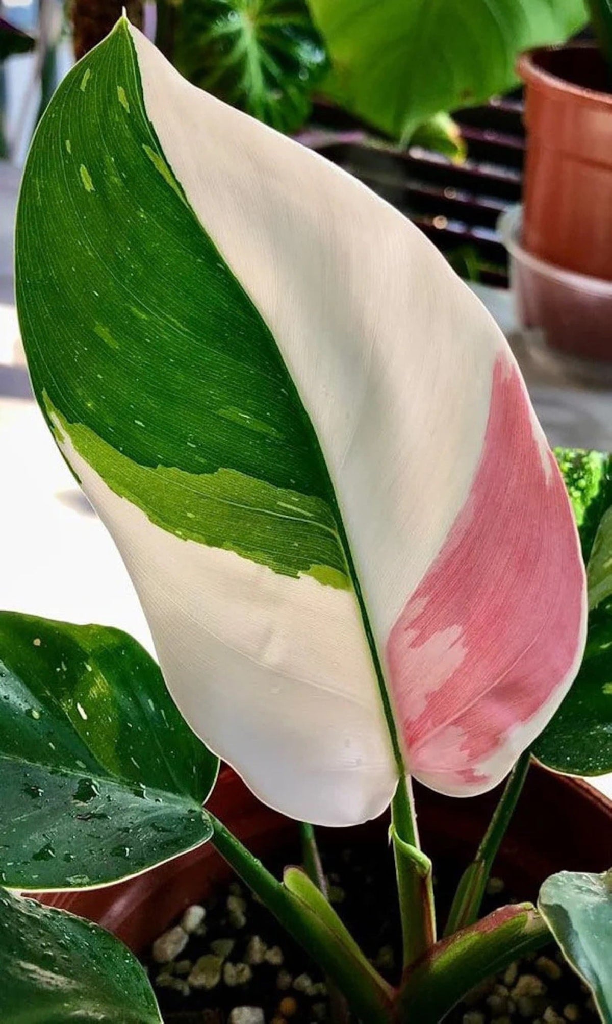14+ Fancy Philodendron 16 Rare Philodendrons for Sale