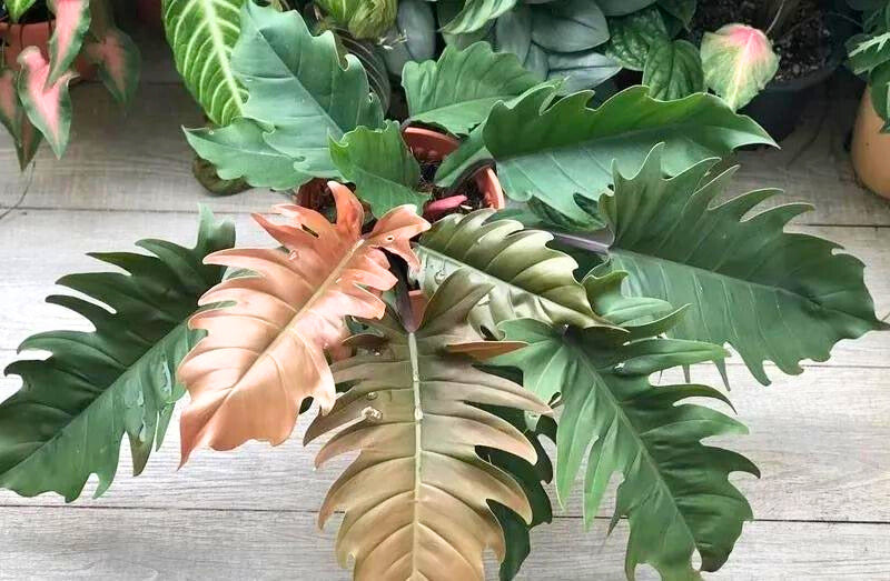 Philodendron Pluto Tropical Houseplant For Sale Near Me - Plant Vault - San Diego California