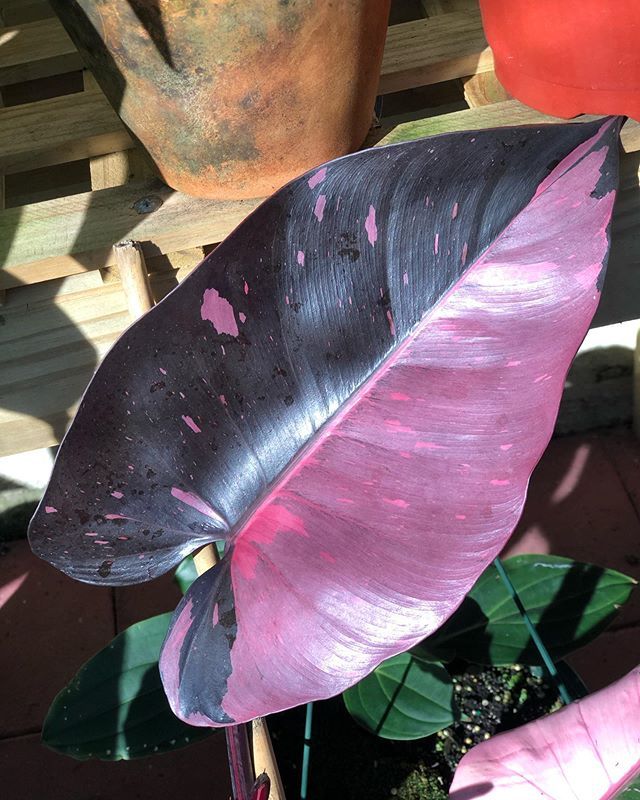 Philodendron Black Cherry vs Pink Princess