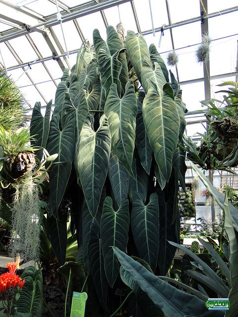 Philodendron Melanochrysum For Sale Near Me