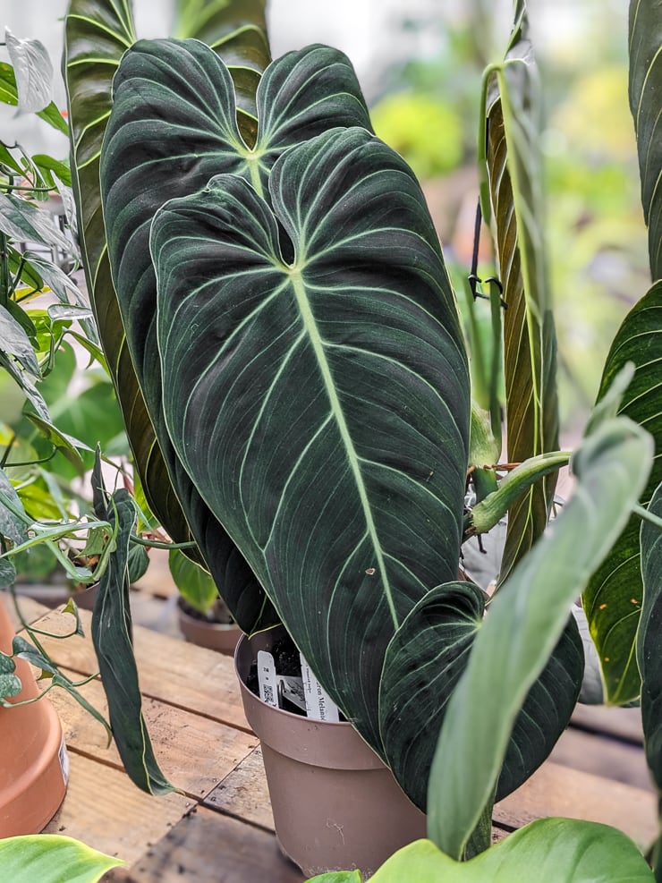 Philodendron Melanochrysum Care Guide
