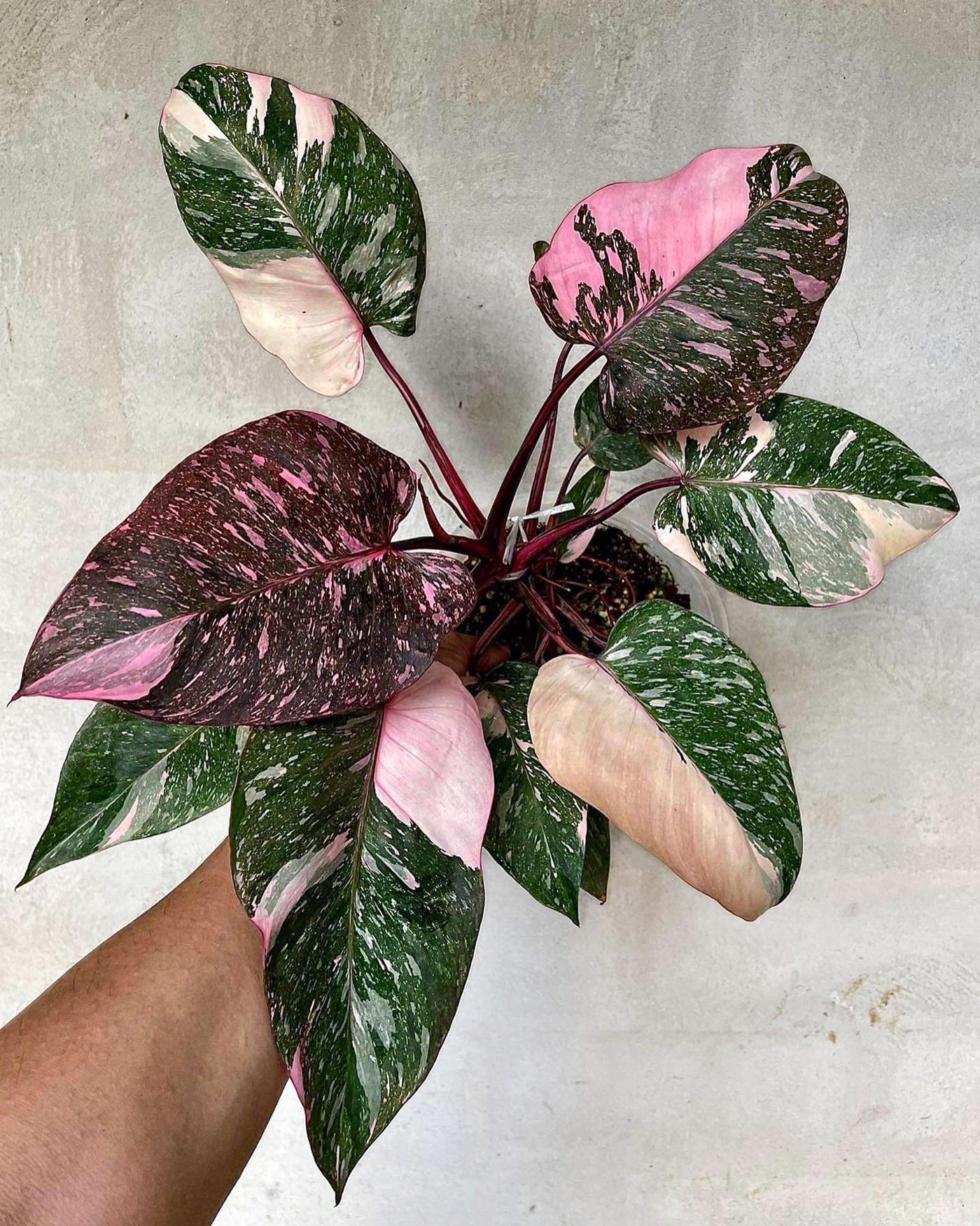Philodendron Pink Princess Marble Galaxy for sale near me - San Diego, California - Plant Vault