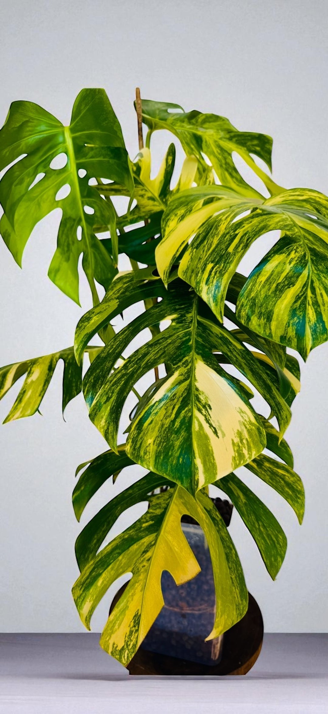 Monstera Aurea Variegated