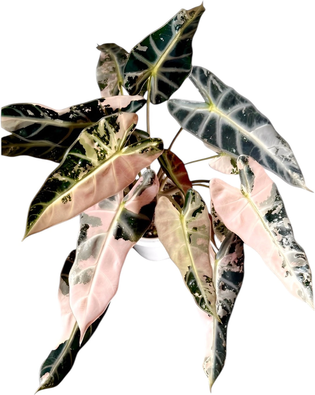 Top 7 Rarest Indoor Plants for Collectors