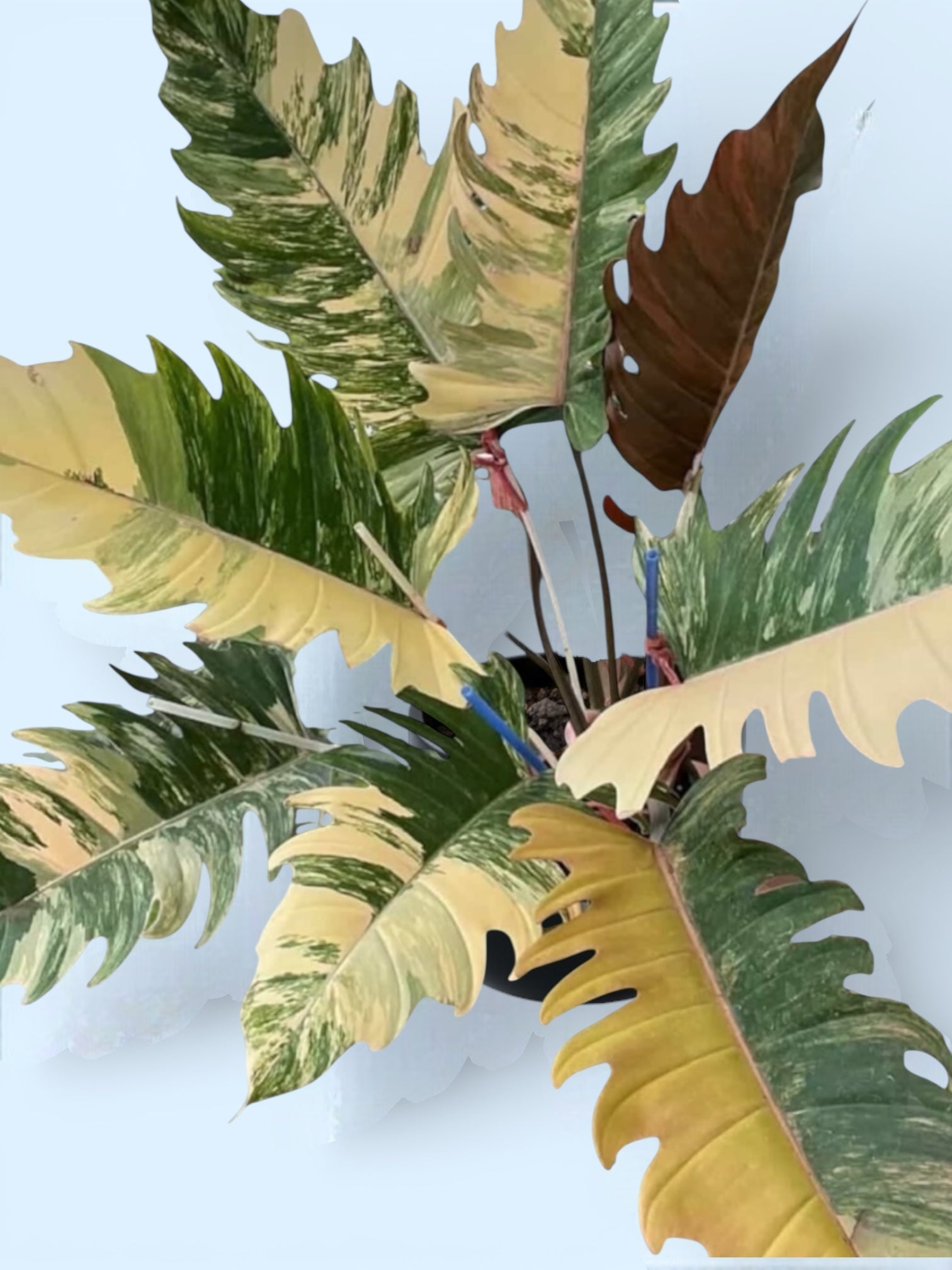 Philodendron Caramel Marble for sale