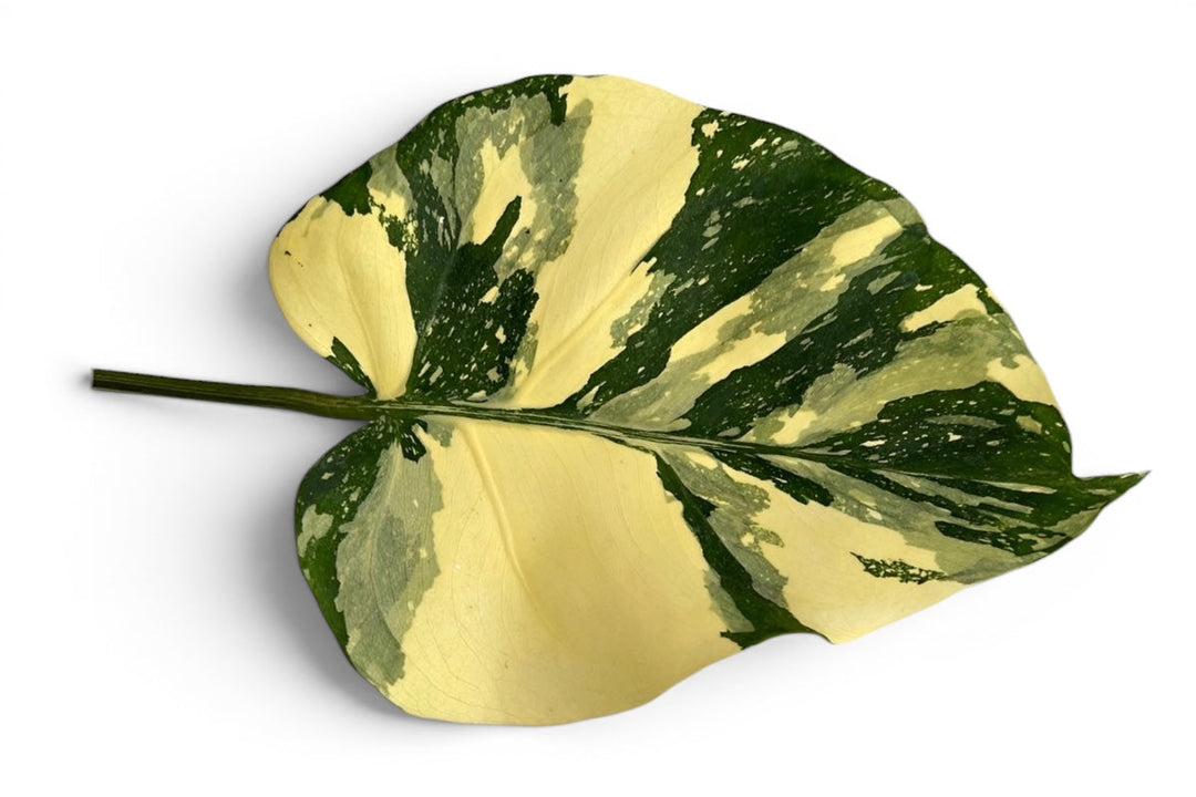 Is Monstera Crème Brûlée variegation stable