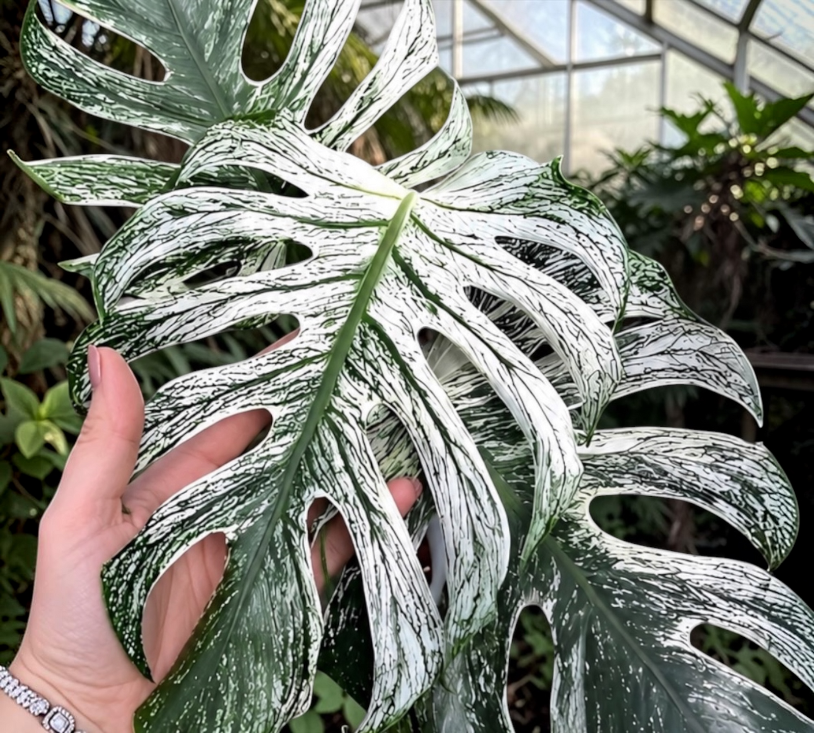 Monstera Devil Monster for sale