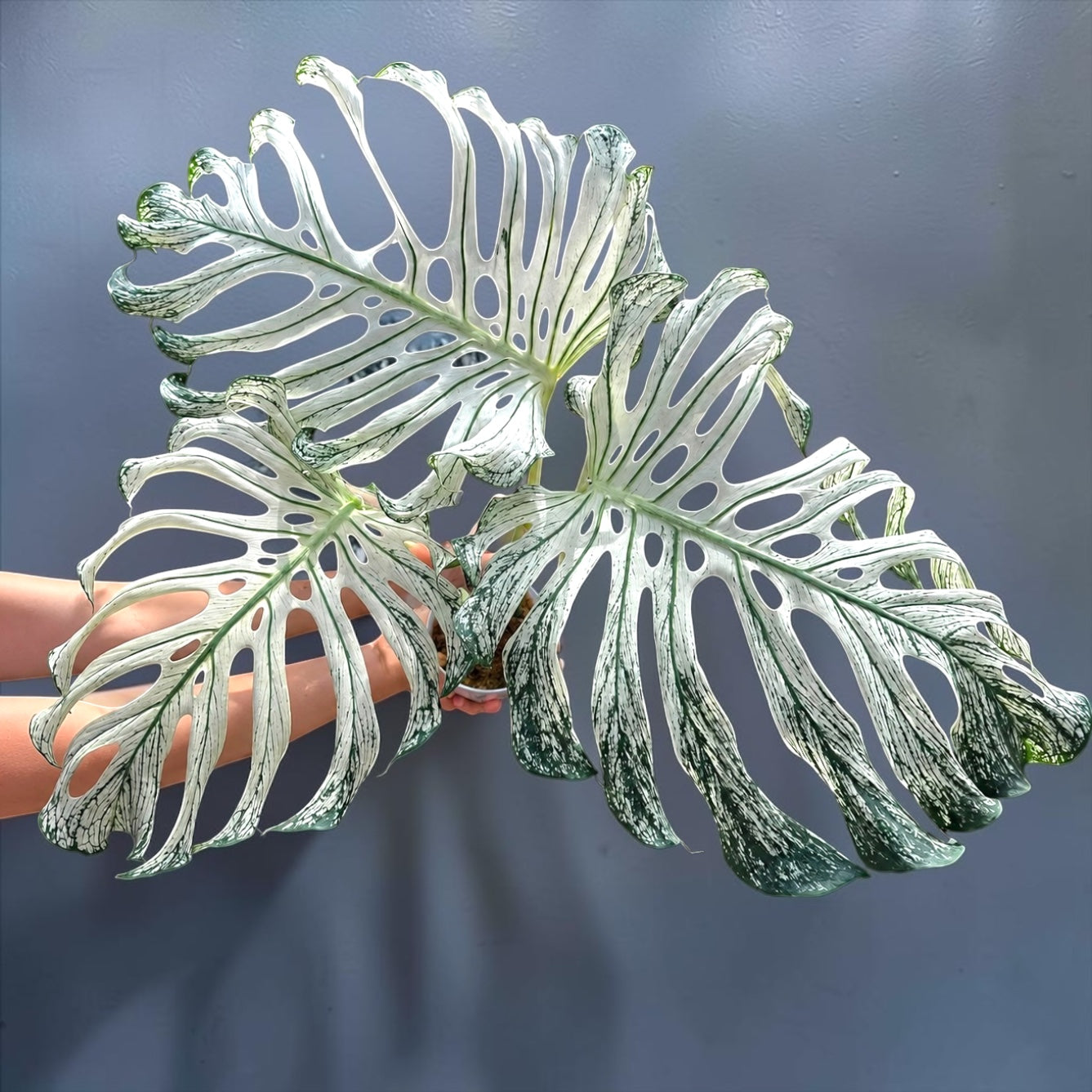 Monstera Devil Monster
