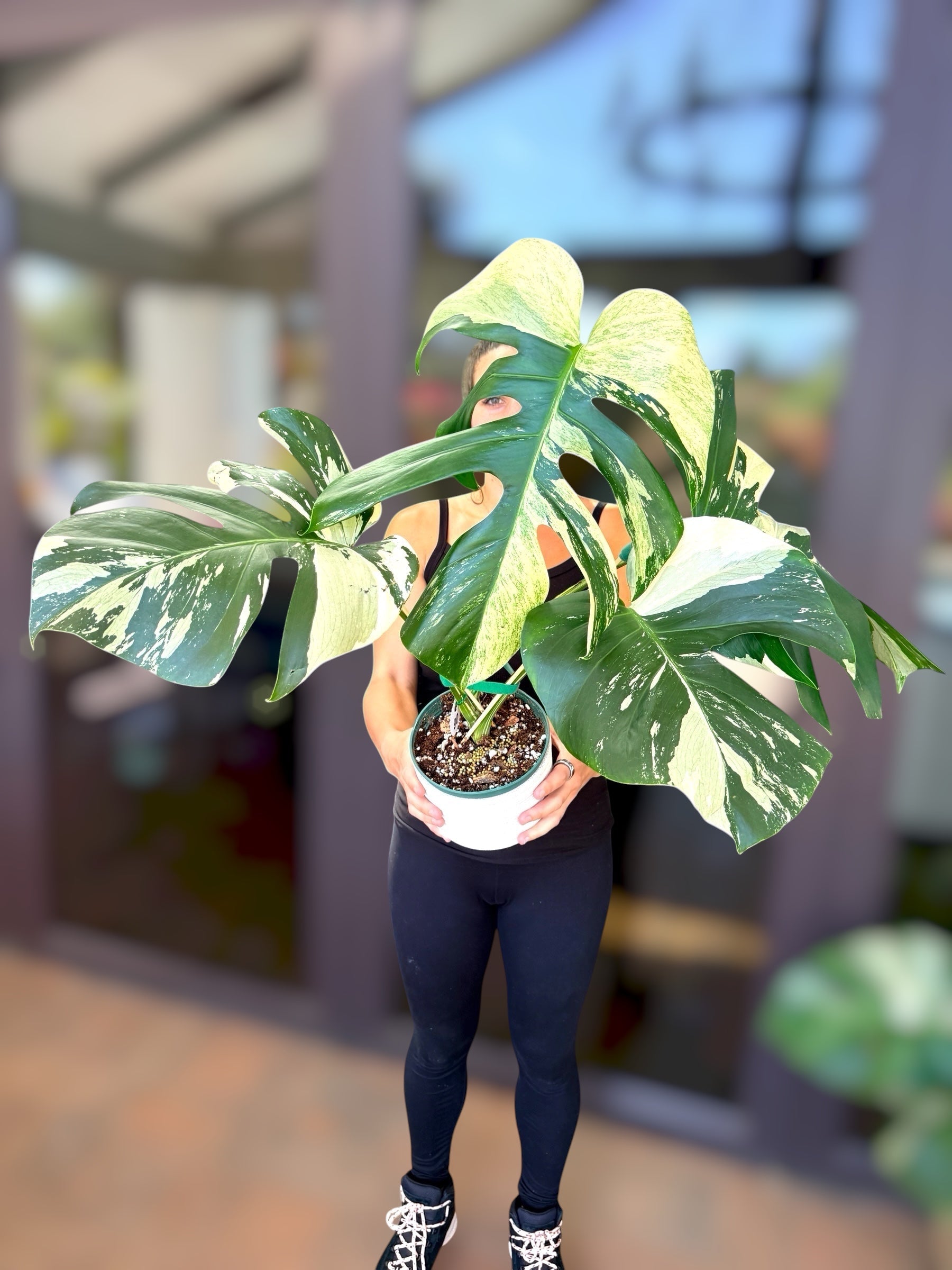 モンステラ Jungle Mint Monstera deliciosa 'Jungle Mint' Why Collectors Want This Mint