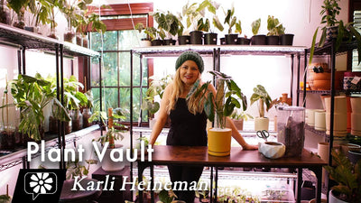Plant Pop: Karli Heineman - Plant Vault