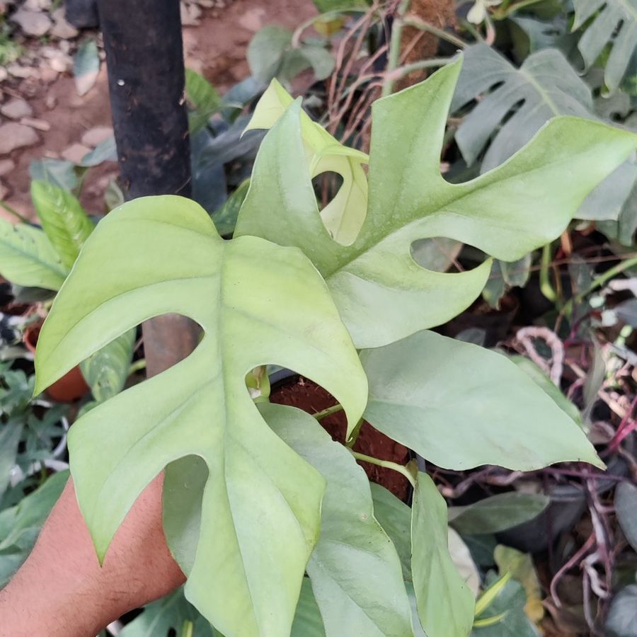 Rhaphidophora Tetrasperma Blue Steel