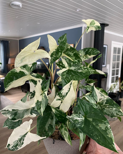 How to Grow and Care for Syngonium Albo Variegata