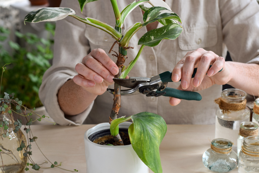 How to Propagate Philodendron (Expert Step by Step)