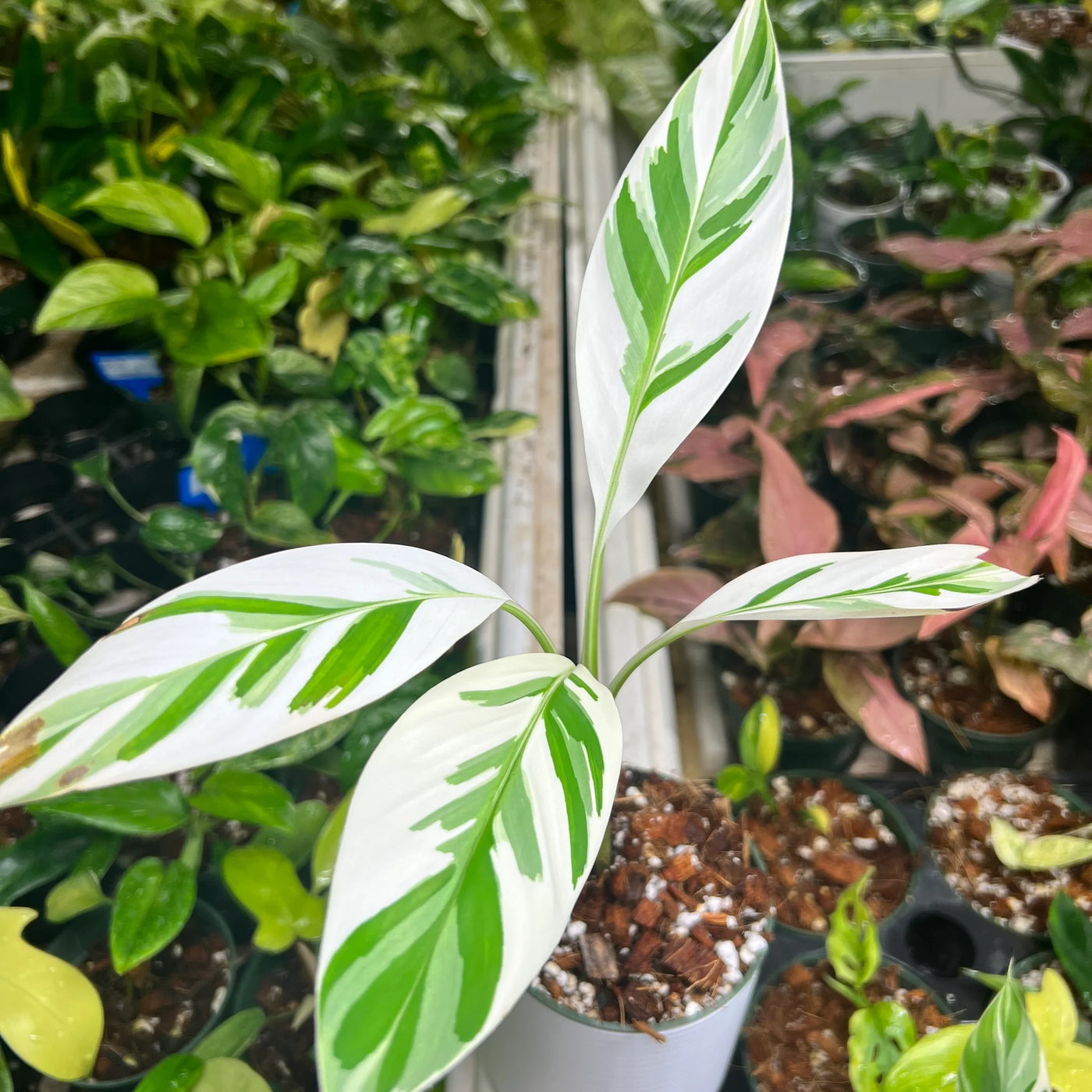Why is Variegated Banana So Expensive? A Deep Dive into the World of Unicorn Plants
