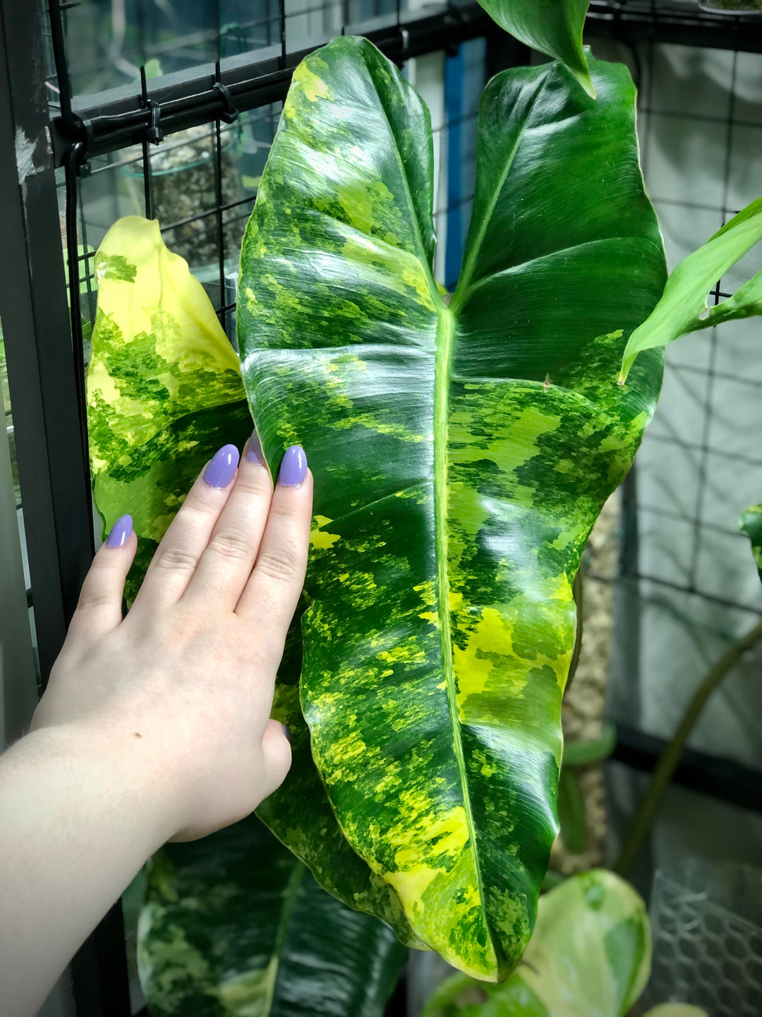 How to Care for Variegated Burle Marx