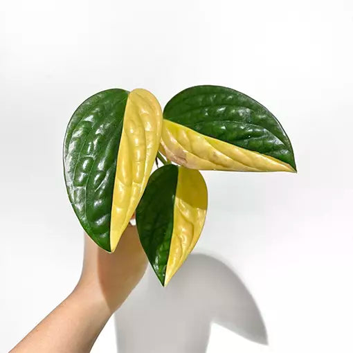 How to care for Variegated Monstera Peru (Monstera Karstenianum) - for sale - Plant Vault