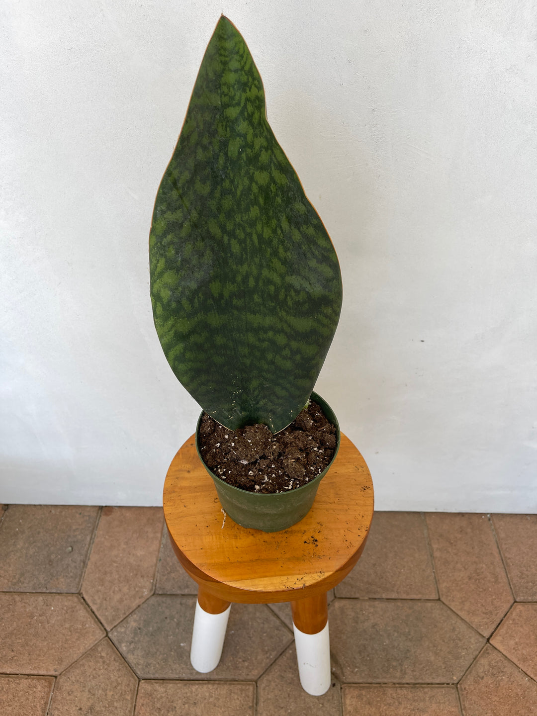 Sansevieria Masoniana: Mastering the Care of Your Whale Fin Snake Plant