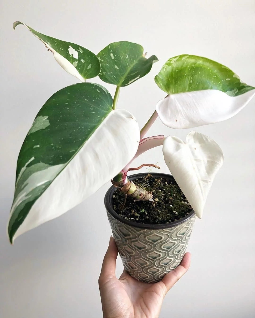 Is Philodendron White Knight Rare?