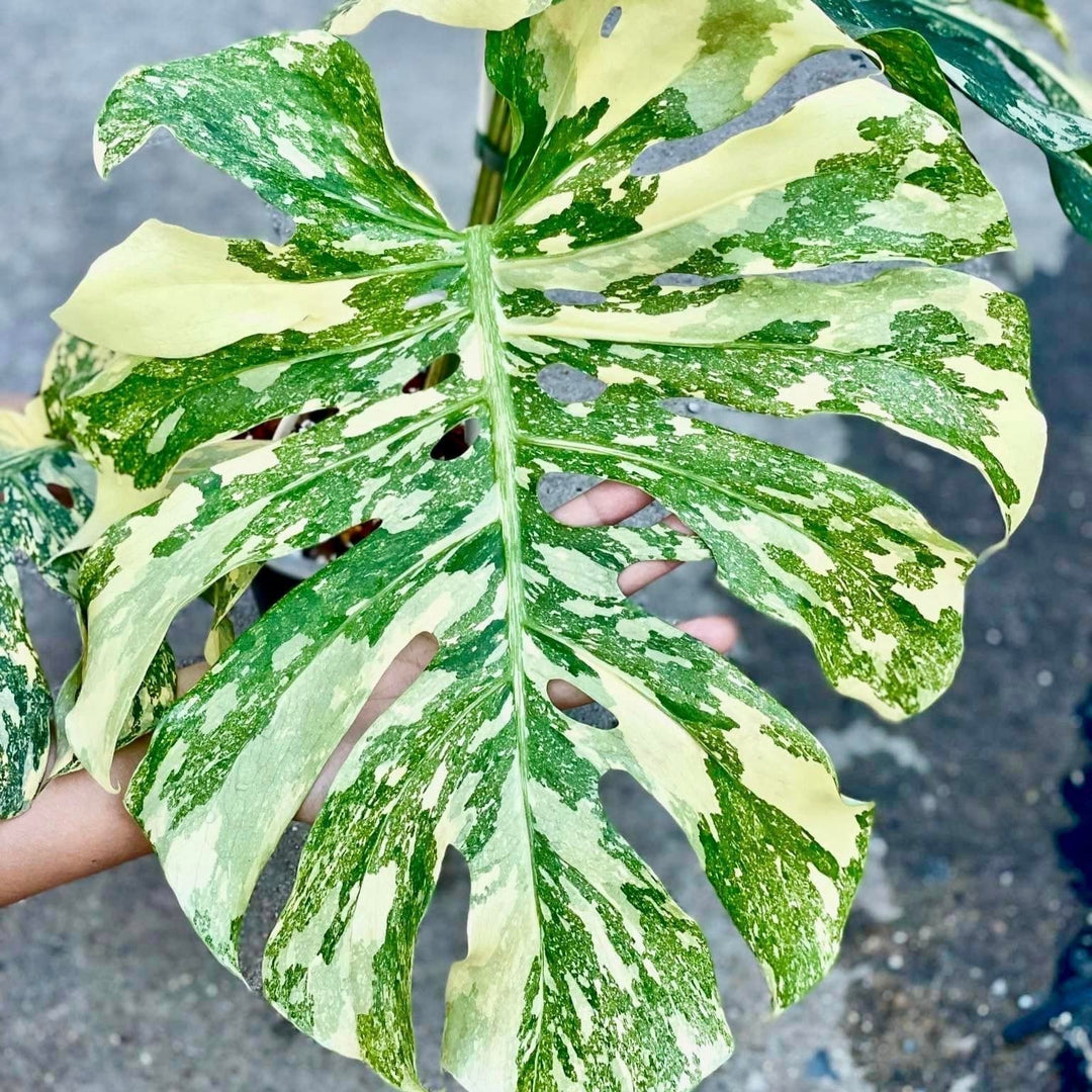 Buy, Identify & Care for Monstera Crème Brûlée Plant