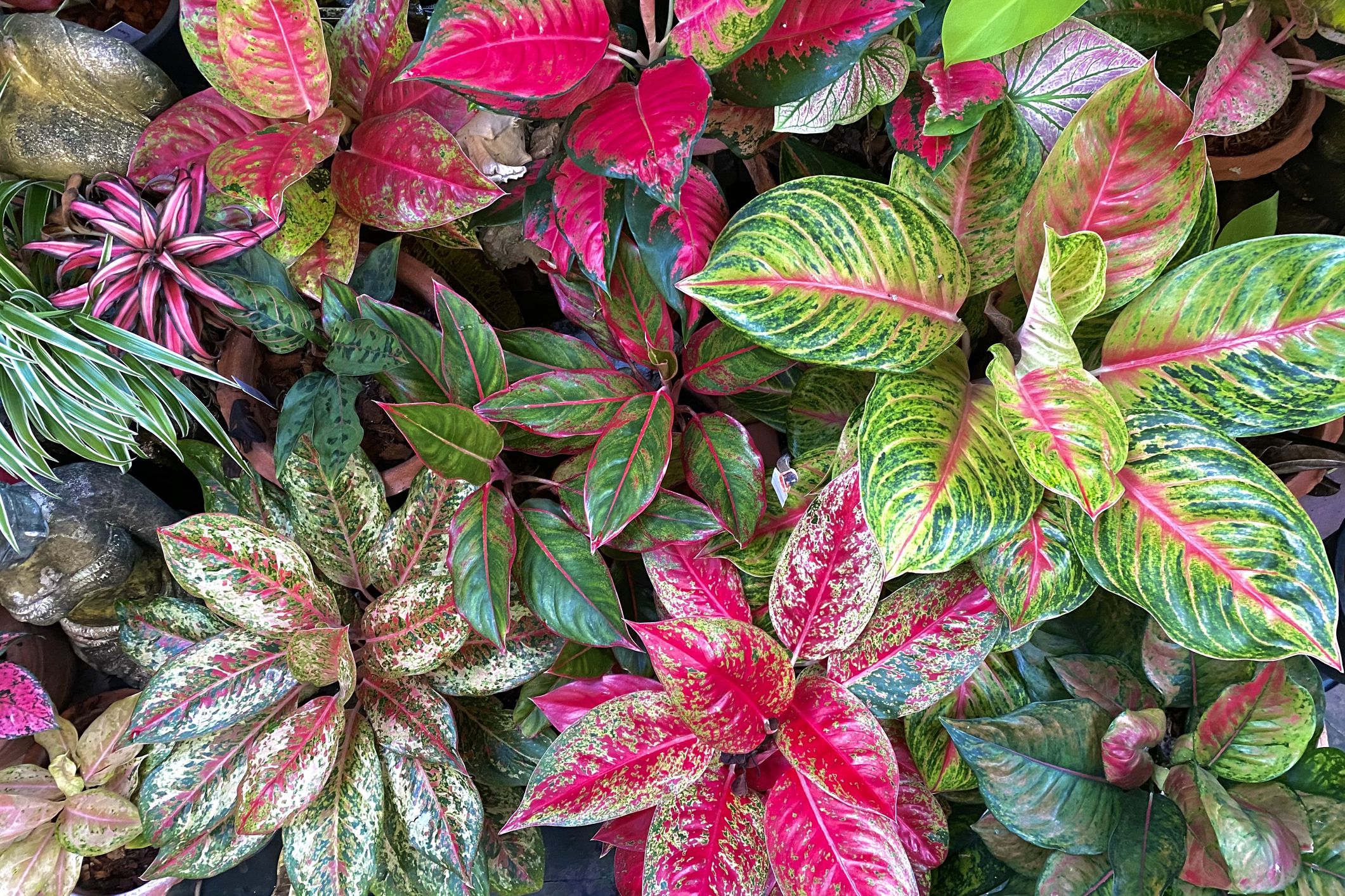 12 Rare Aglaonema Varieties (With Names and Pictures)