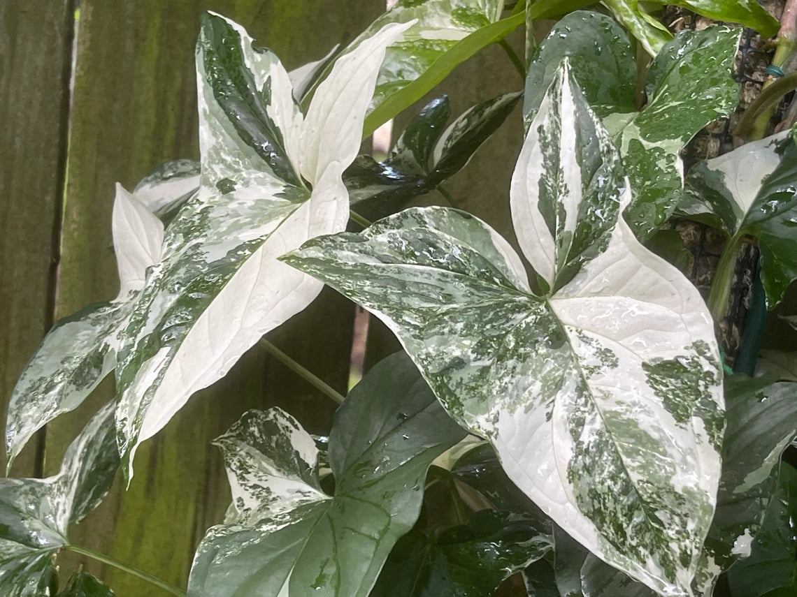 syngonium_podophyllum_albo_variegatum_leaves_plant_vault_for_sale_near_me-Is Syngonium Albo easy to care for