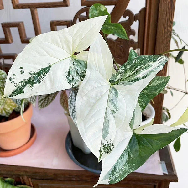 Syngonium Albo for Sale: Buy and Care Guide