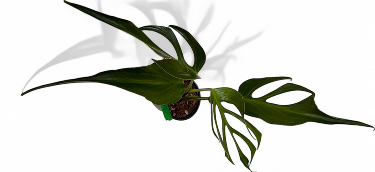 Monstera Burle Marx Flame Care Guide: How to Grow This Rare Tropical ...
