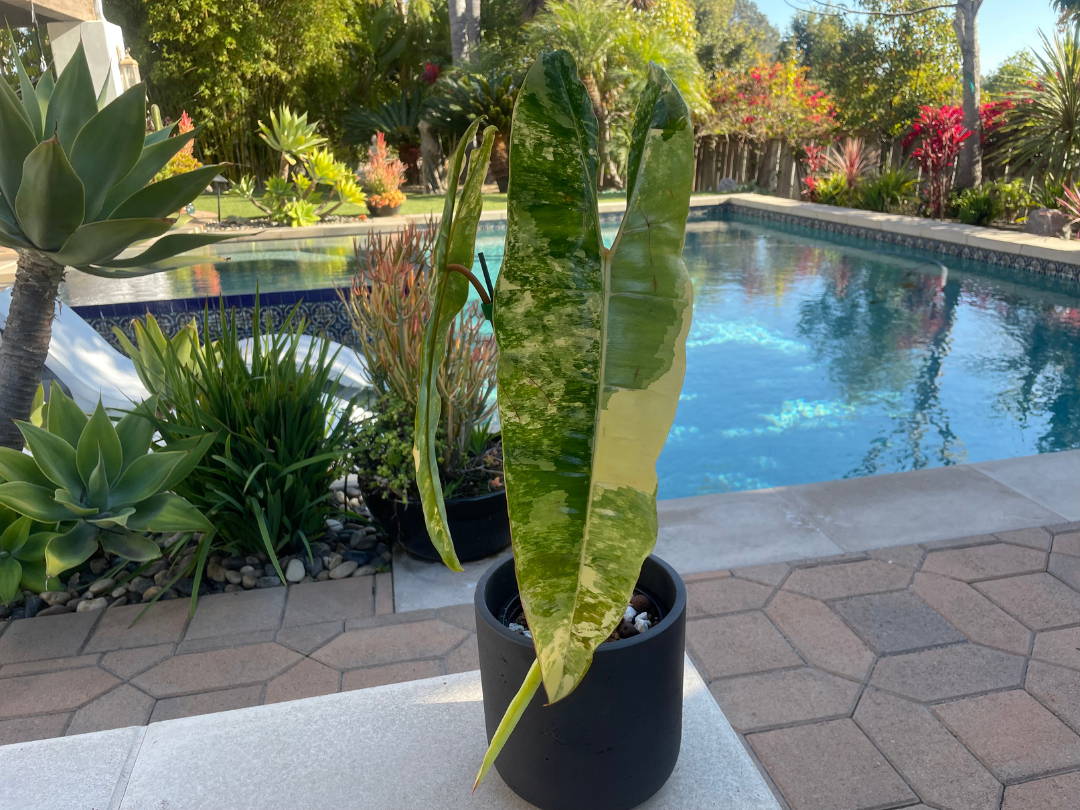 Philodendron Billietiae Variegated Care Guide