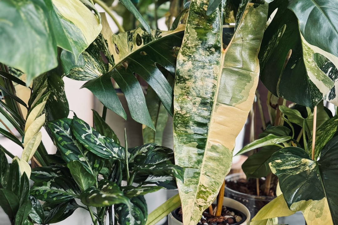 The Definitive Guide to Rare Plants