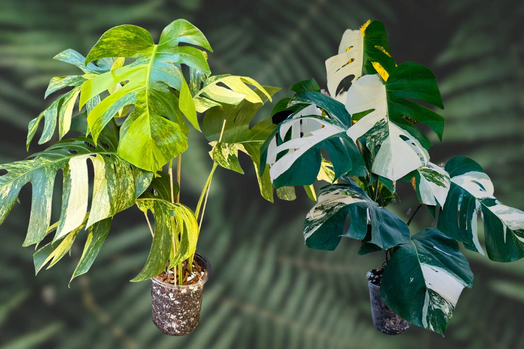 Monstera Vari Monstera Aurea vs Monstera Albo: A Guide to Choosing Your Perfect Vari ...
