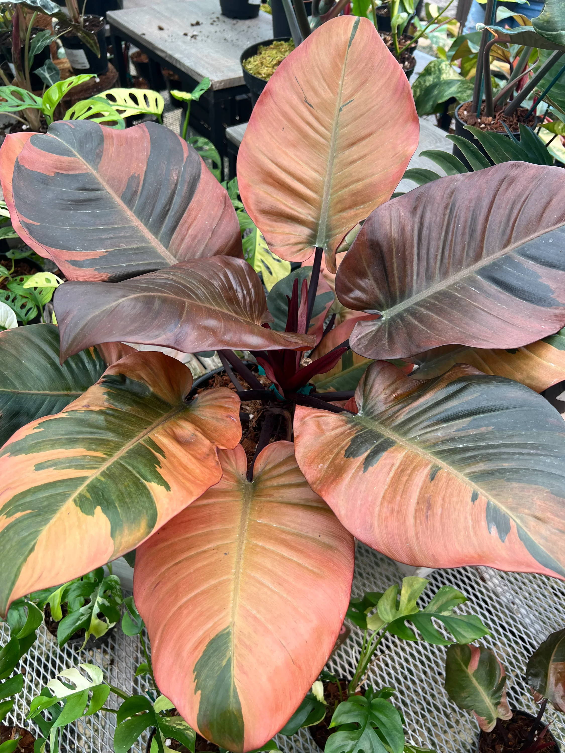 Balck Cardinal Is the Variegated Black Cardinal Rare? – Plant Vault