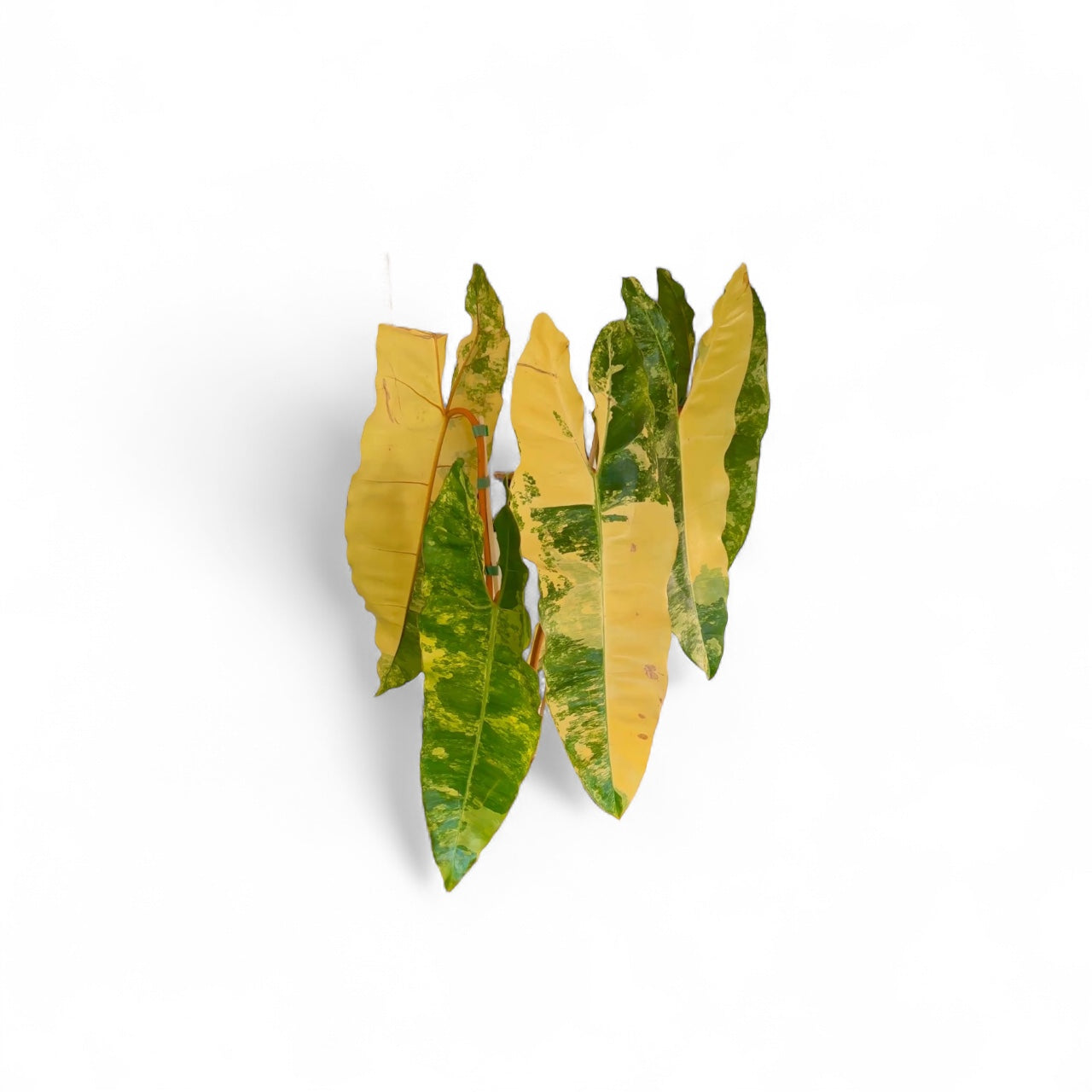 Rare Philodendron Collection | Handpicked Plants at Plant Vault