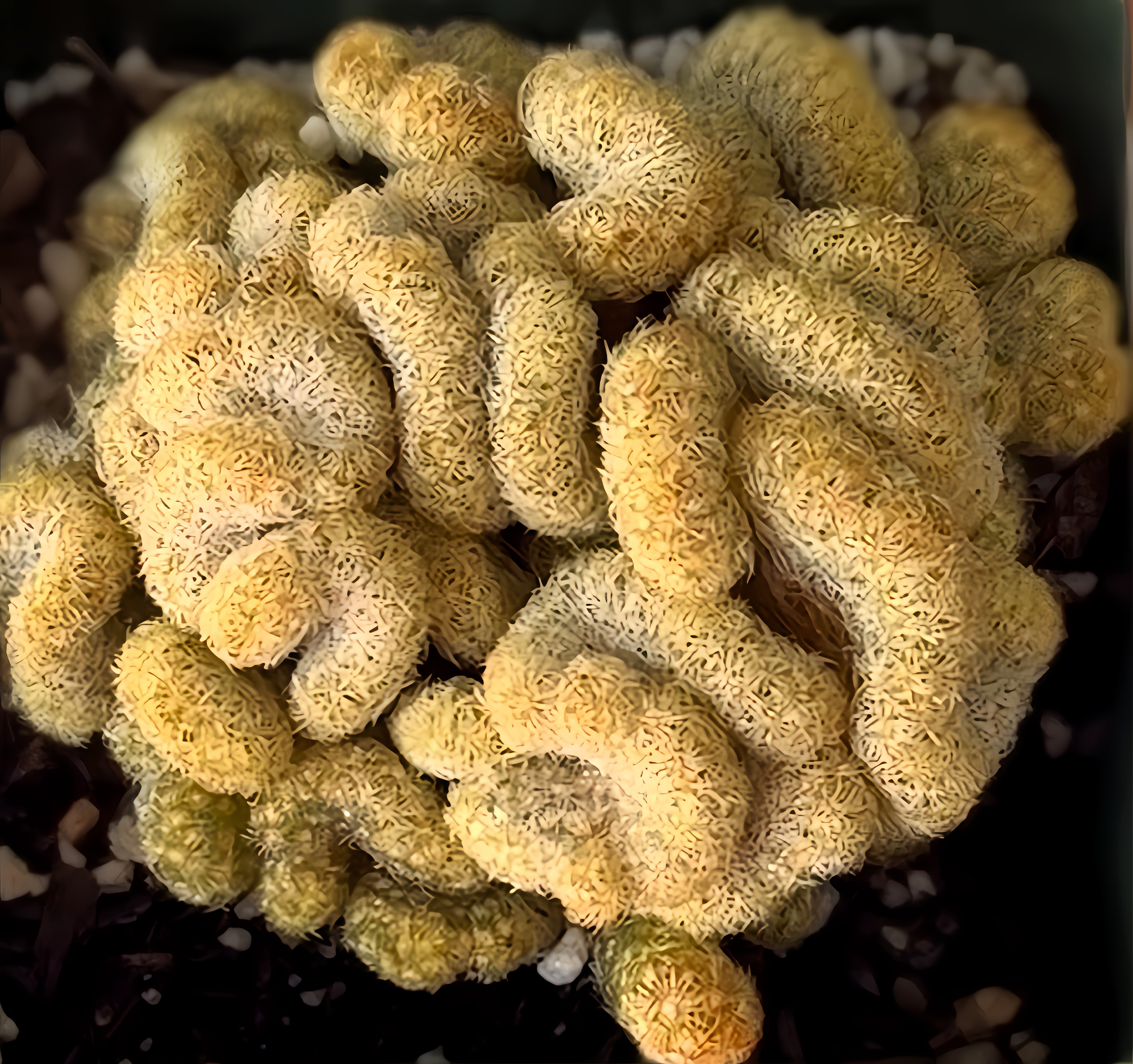 Boobie Cactus Succulent - Plant Vault