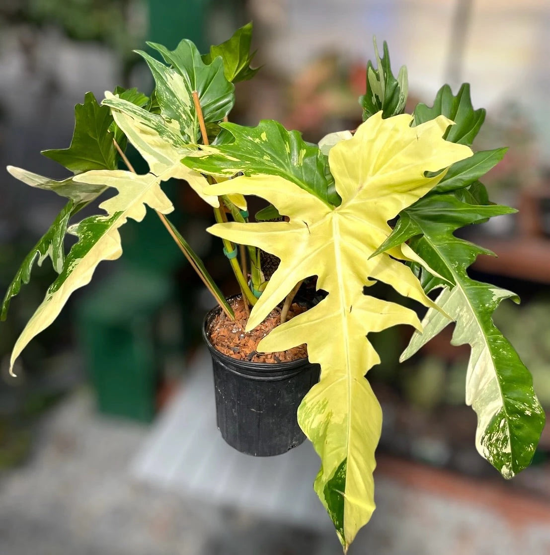 Variegated Billietaie for sale