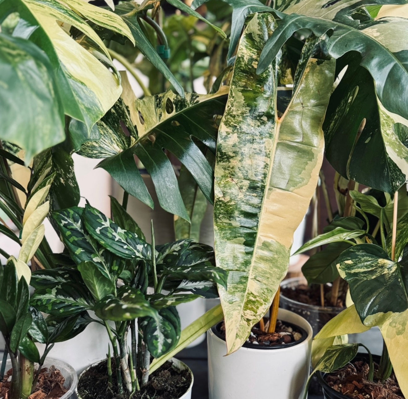 Plant Mystery Boxes