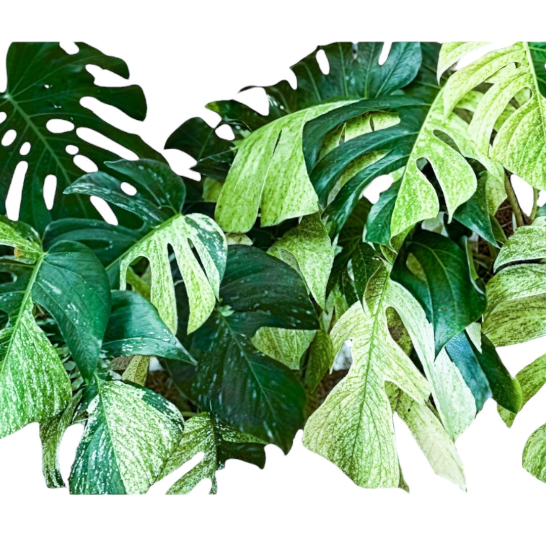 Variegated Monsteras