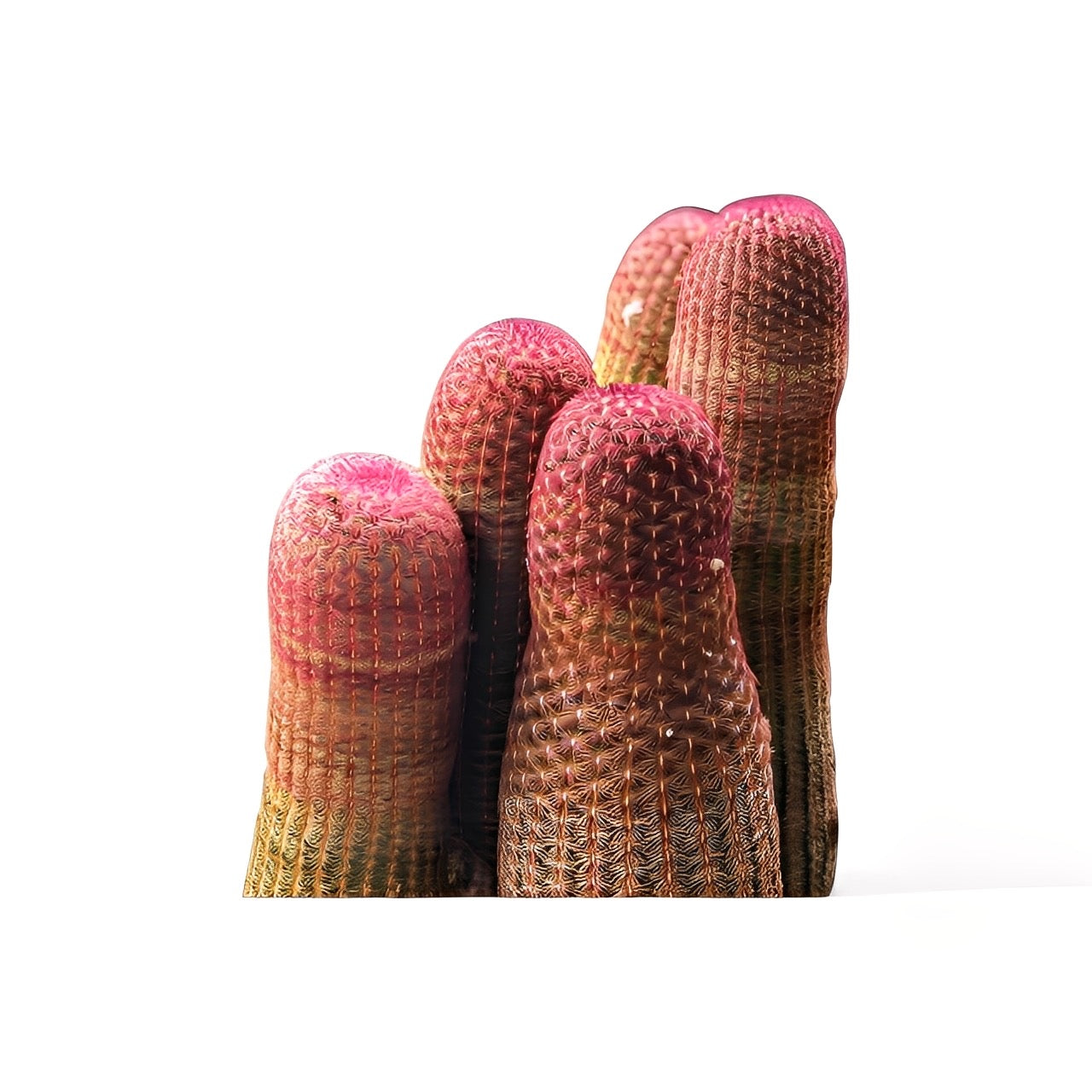 rare Purple Hedgehog Cactus for sale at Plant Vault