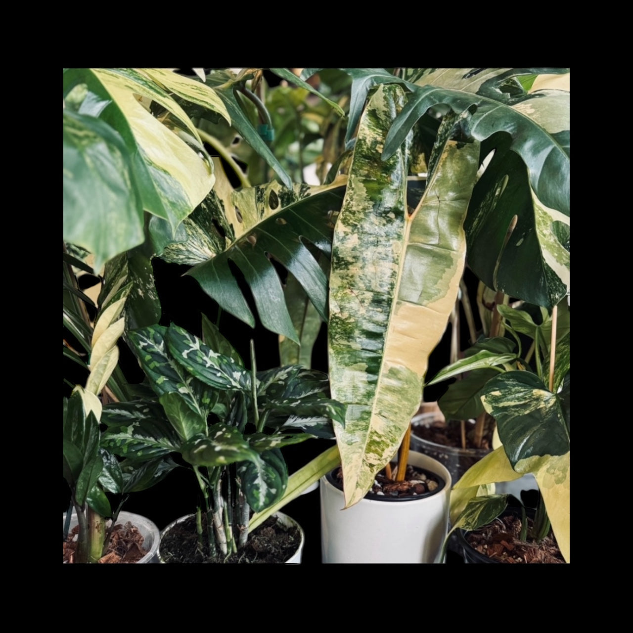 rare indoor plants for sale